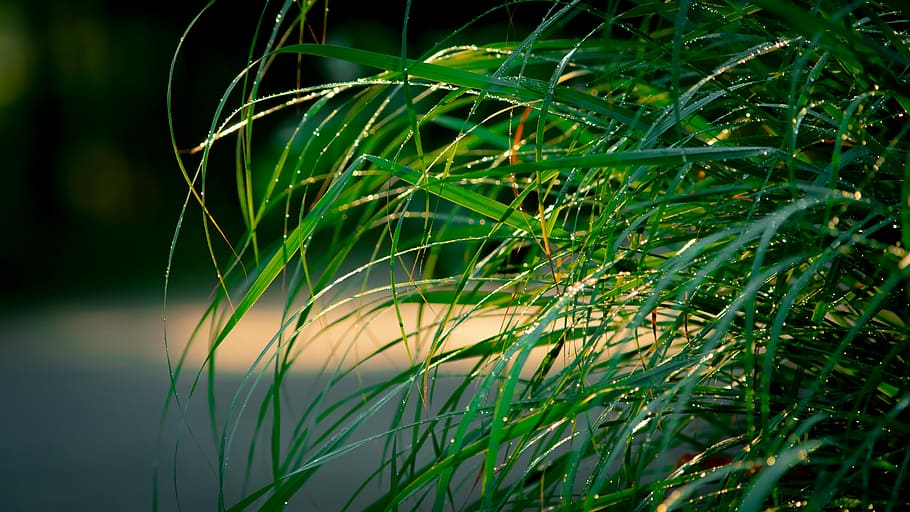grass, nature, plant, green color, growth, beauty in nature HD wallpaper
