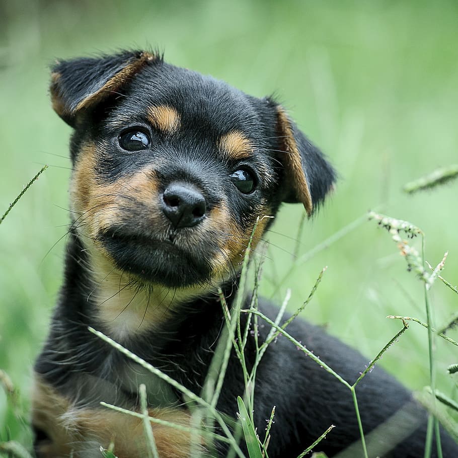 shallow focus photography of tan and black puppy, green, black tan