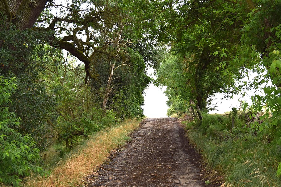 Tree path. Дерево пути. Кубе Сельская природная тропа. Картинка деревья и пути.