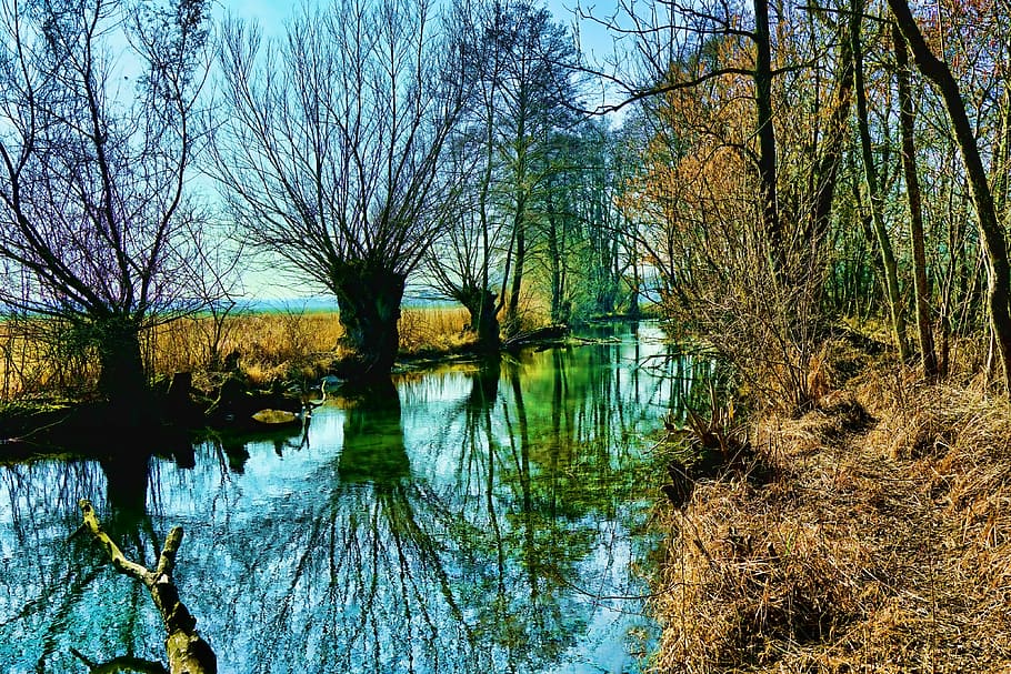nature, tree, waters, river, wood, winter, reflection, tranquility HD wallpaper