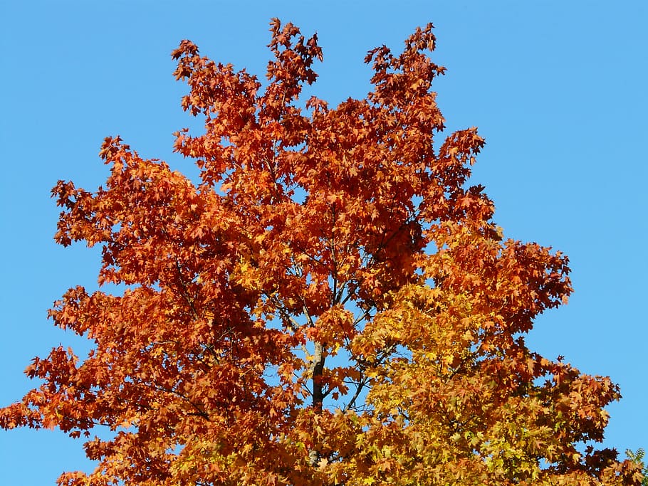 fall color, tree, maple, coloring, autumn forest, fall leaves HD wallpaper