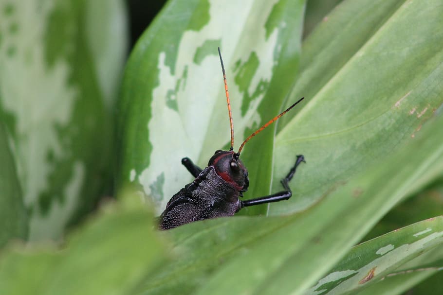 insect, cricket, animal, animal themes, invertebrate, animal wildlife HD wallpaper