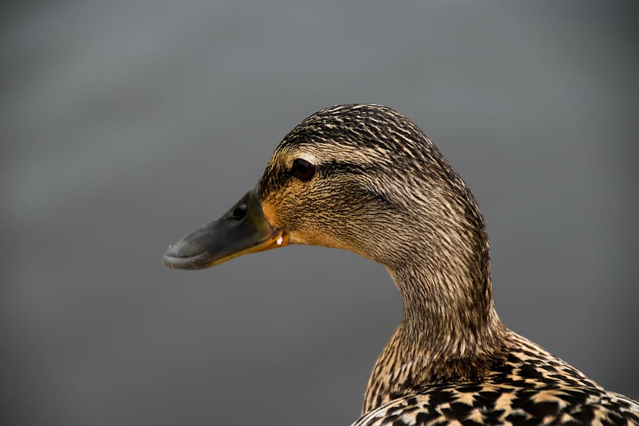 duck, beak, nature, bird, spring, lake, pond, brown, animal themes HD wallpaper