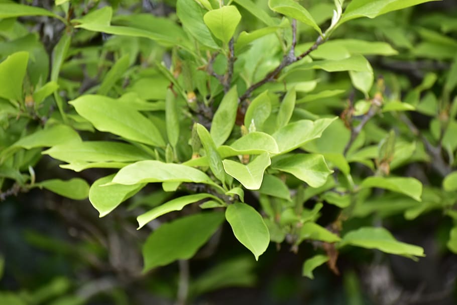 leaves, tree, magnolia, plant part, leaf, green color, growth HD wallpaper