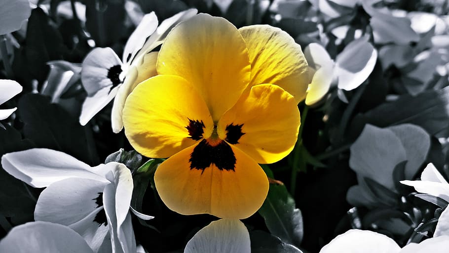 Biel, Flower, Spring, Photo, black, nature, plant, yellow, petal HD wallpaper