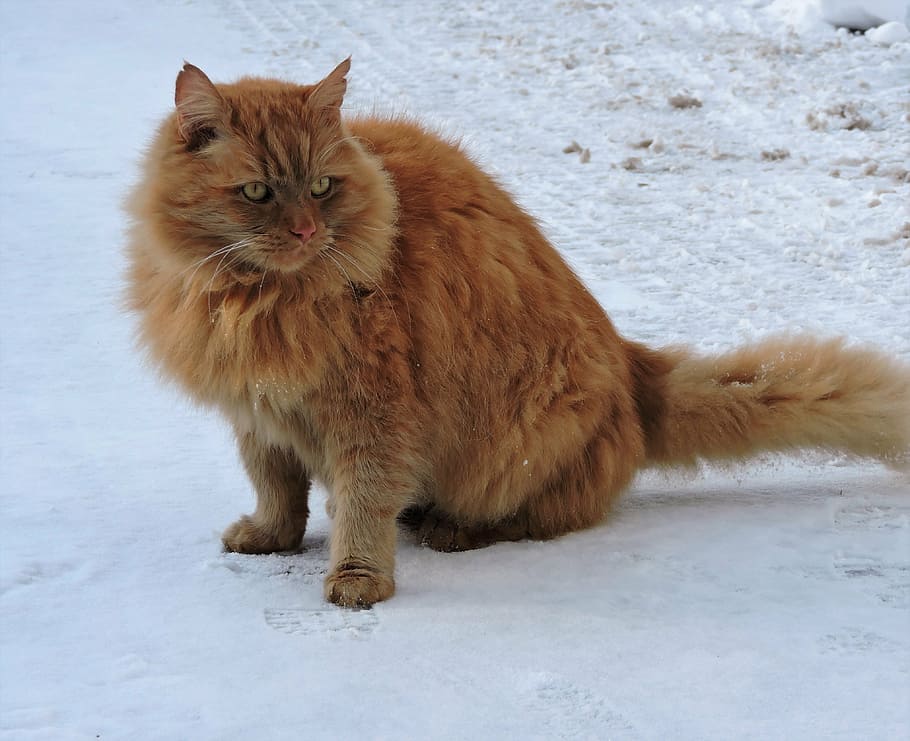 cat, red, winter, snow, red cat, mammal, animal, cold temperature HD wallpaper