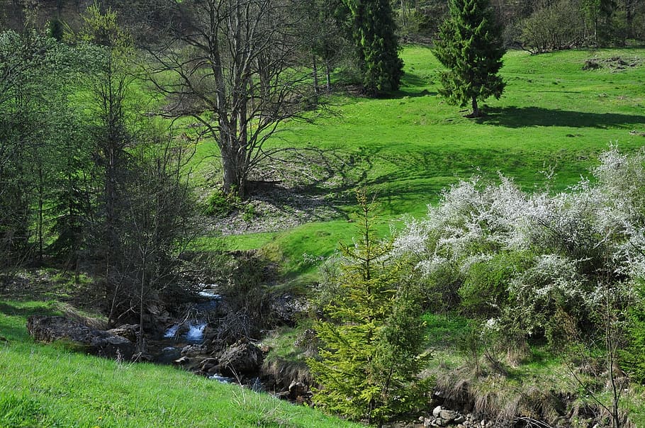 brook, the brook, water, meadow, nature, view, landscape, green HD wallpaper
