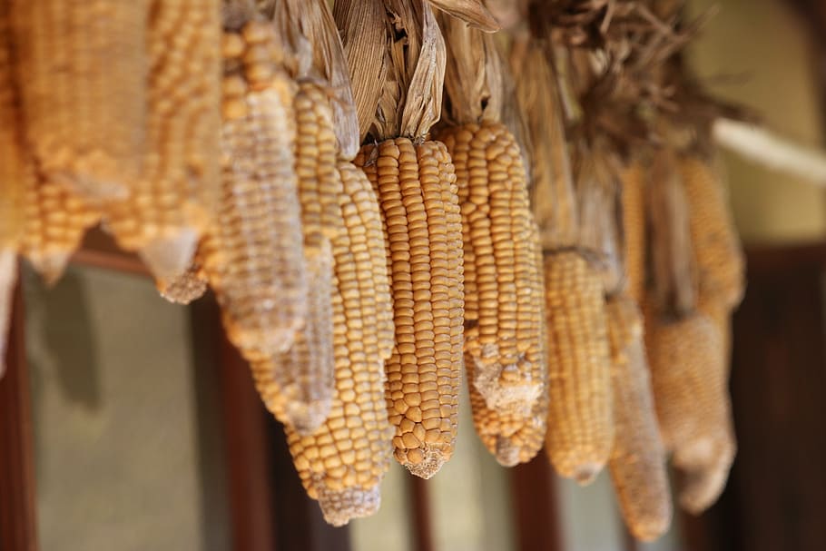 cobs dry, yellow, brown, food, agriculture, corn, nature, farm HD wallpaper
