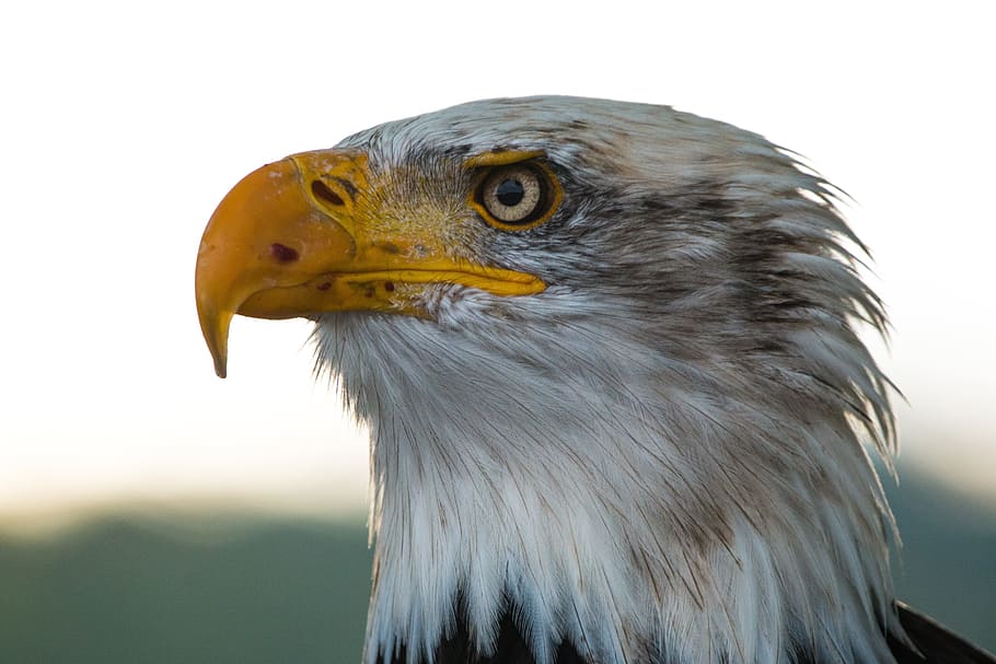 Bald Eagle, Haliaeetus Leucocephalus, adler, raptor, bird of prey, HD wallpaper