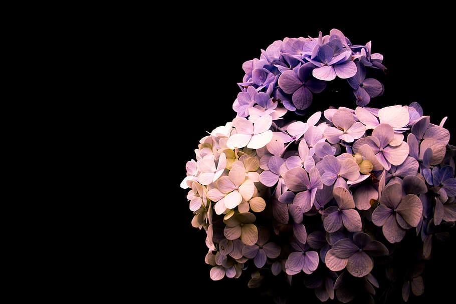 purple and pink flower buoquet, close up photography of purple hydrangeas in bloom with dark background