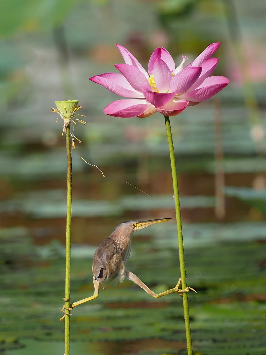 Do anything for food, selective focus photography of brown bird near pink lily flower HD wallpaper