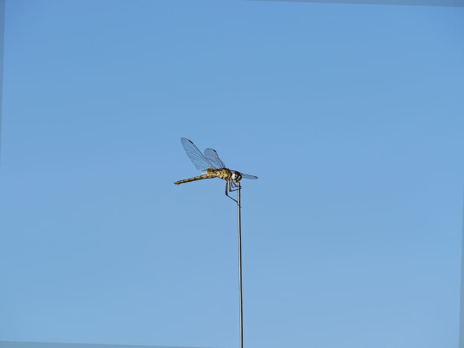 parthenope, dragonfly, nature, insect, close, spring, macro photography HD wallpaper