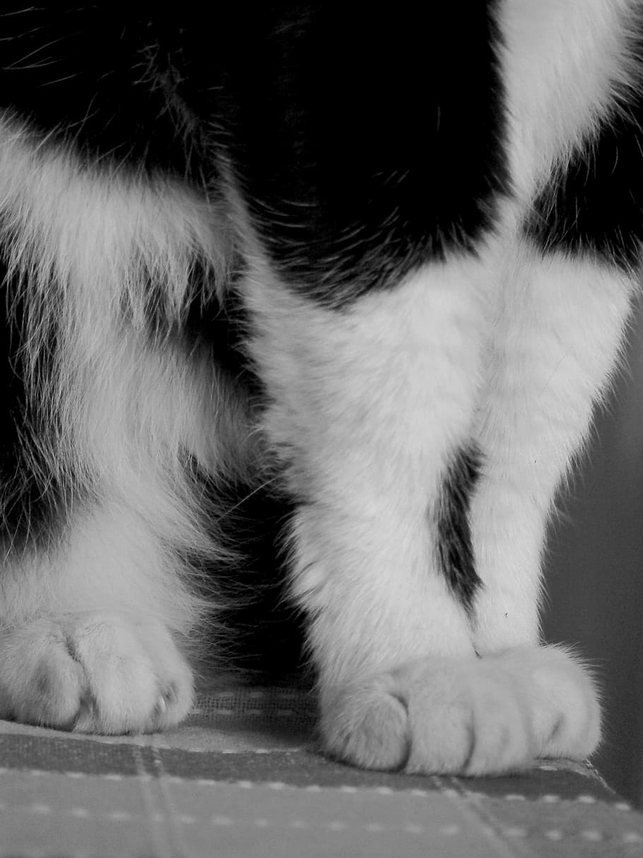 Cats, Paws, Claws, Legs, Feet, Foot, black, white, furry, furs, HD wallpaper