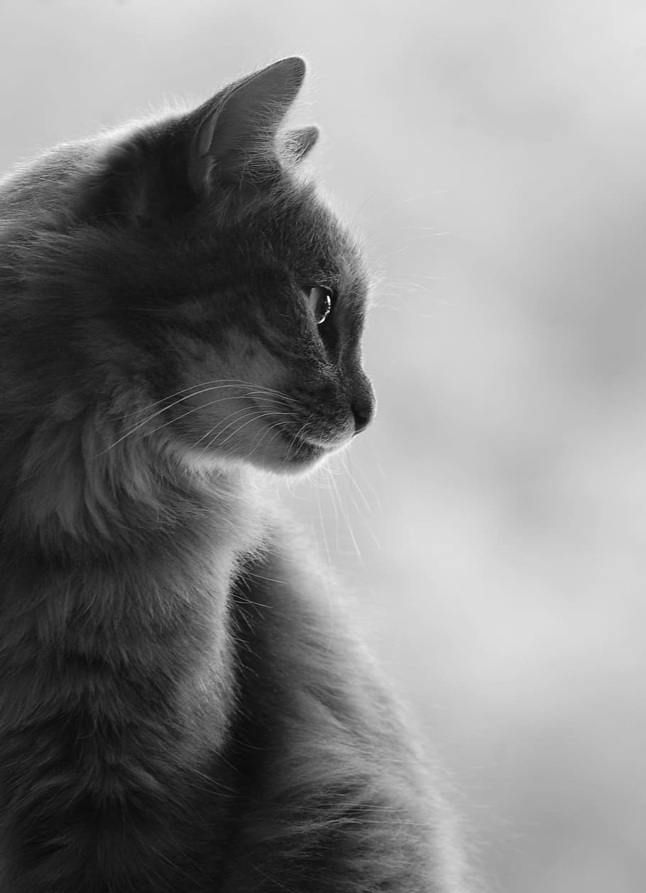 white and gray cat in white background, grayscale, photography HD wallpaper