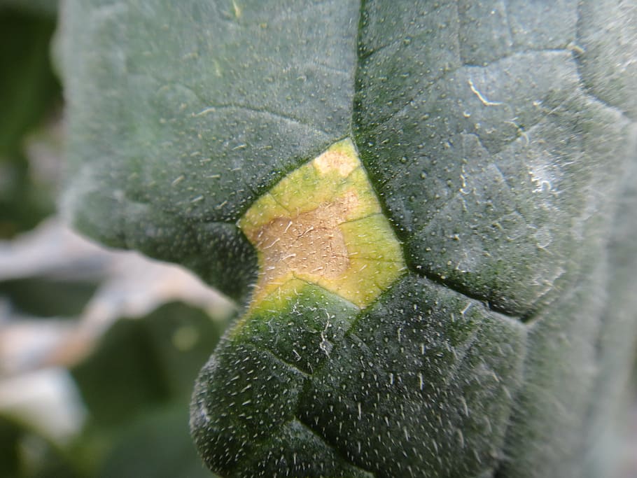 cucumber, leaf, disease, nature, plant, close-up, macro, green Color HD wallpaper