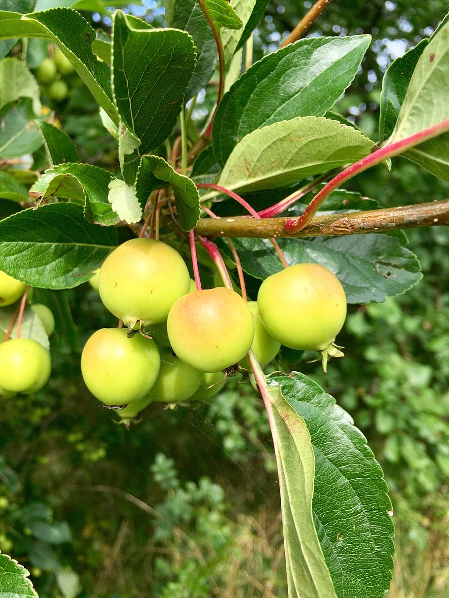 яблони с мелкими плодами сорта с фото