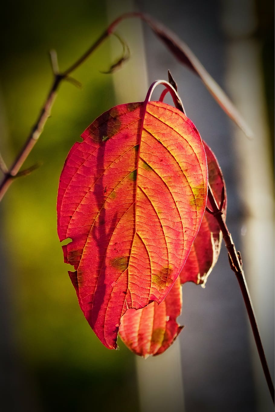 autumn, fall, red, leaf, tree, forest, foliage, nature, season HD wallpaper