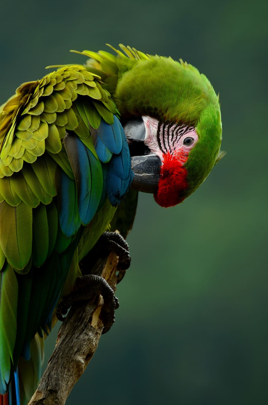 Great Green Macaw, parrot, bird, colorful, plumage, animal, clean