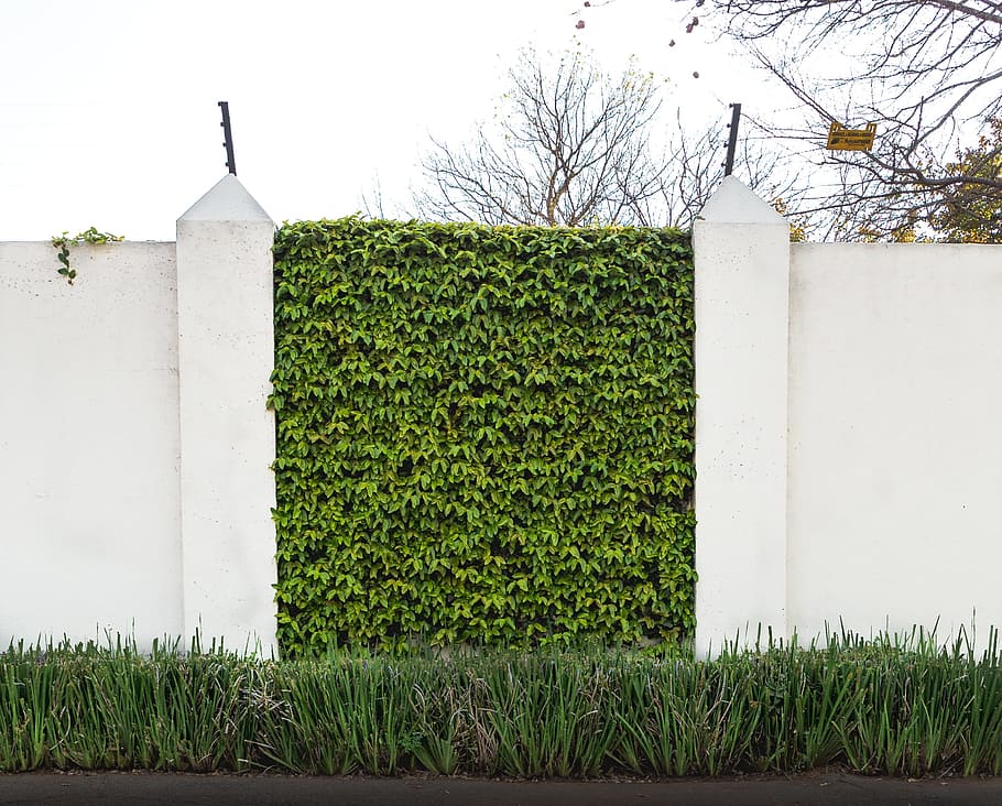 wall, green, white, pillar, foundation, grass, plant, architecture HD wallpaper