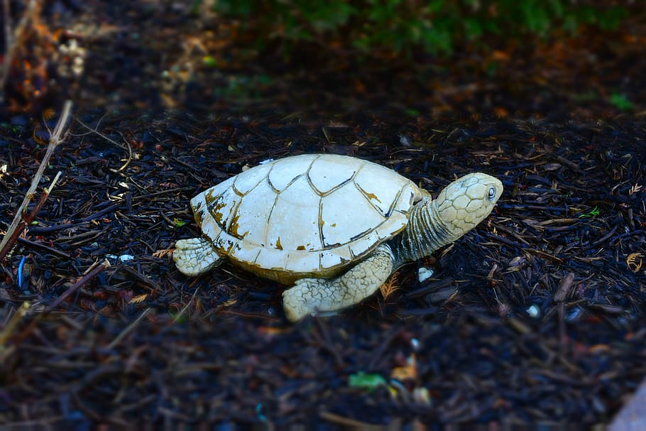 turtle, stone, front yard, ornament, animal, animal themes HD wallpaper