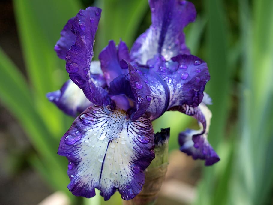 flower, iris, plant, flora, purple, flowering plant, fragility HD wallpaper