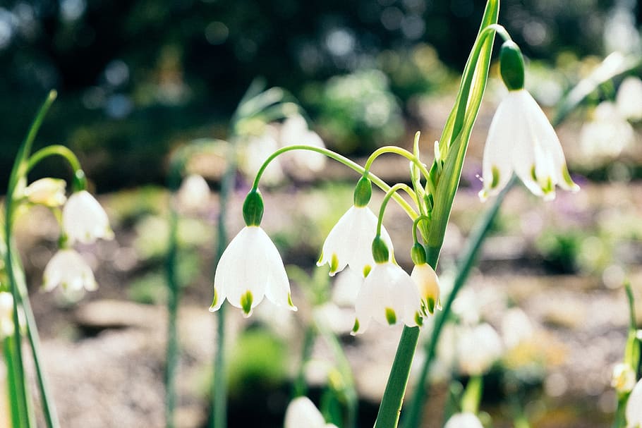 Early spring flowers, nature, plant, springtime, green Color HD wallpaper