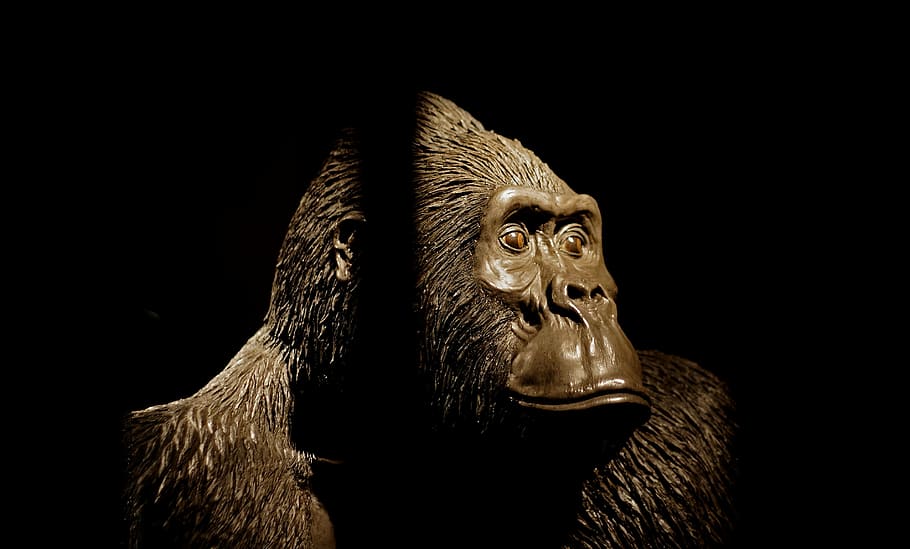 cage, caged, gorilla, monkeys, animal, ape, primate, wildlife HD wallpaper