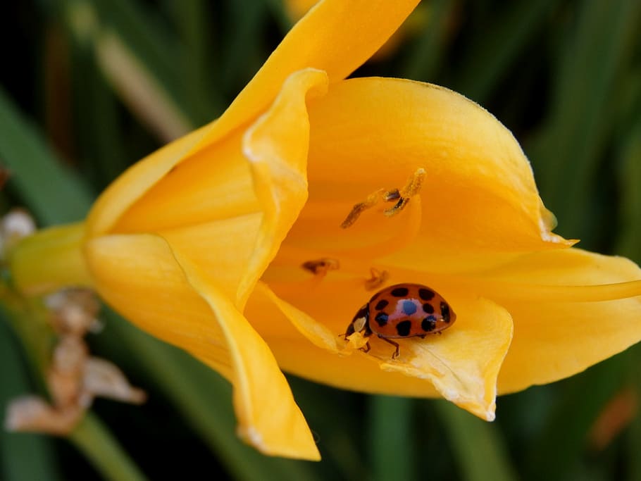 flower, ladybug, beetle, yellow, insect, nature, plant, summer HD wallpaper