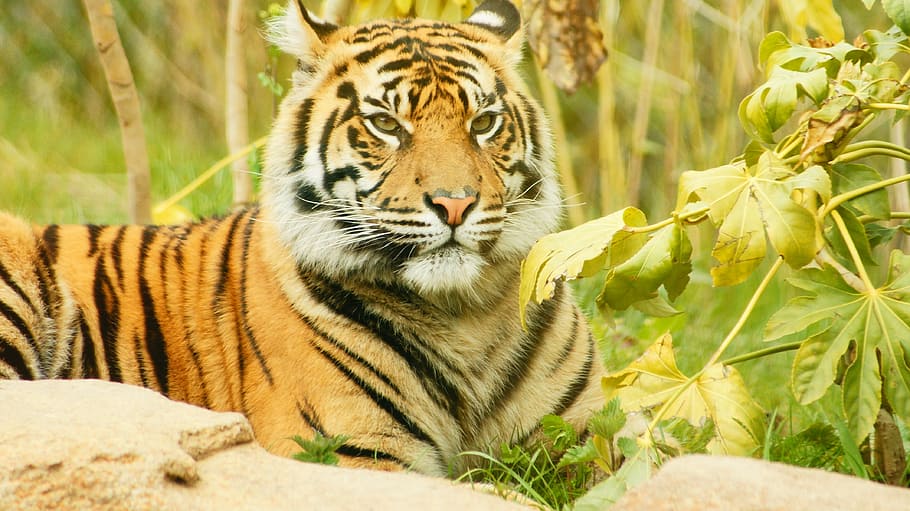 low-angle of resting tiger, cub, cat, striped, wild, young HD wallpaper