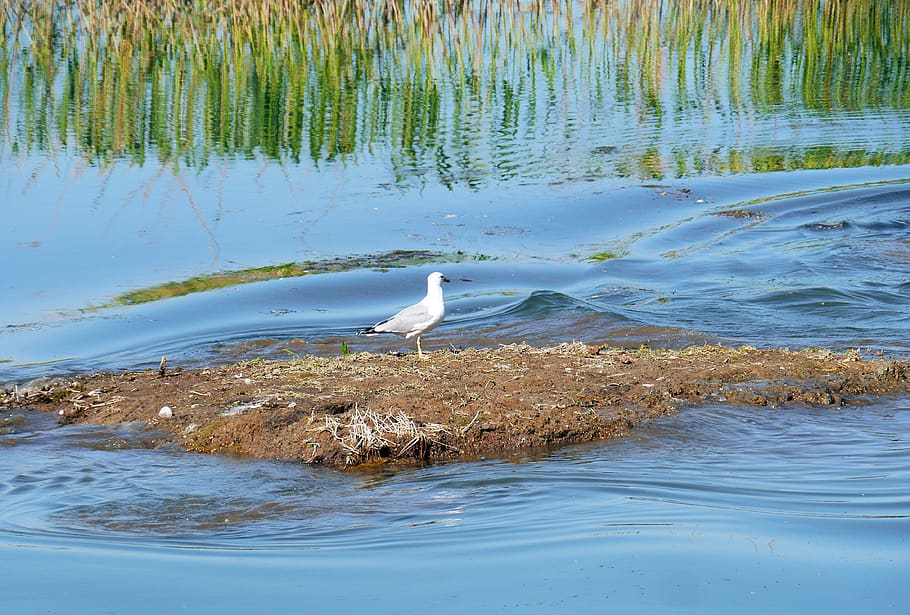 island residents, seagull, wetland, flow, danube delta, waters