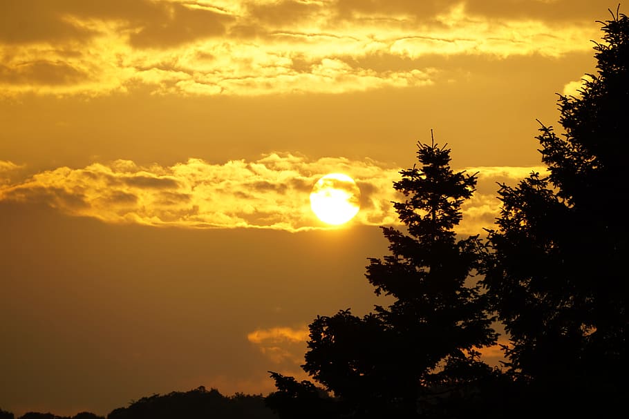 evening sun, mood, sunset, trees, nature, sky, beauty in nature HD wallpaper