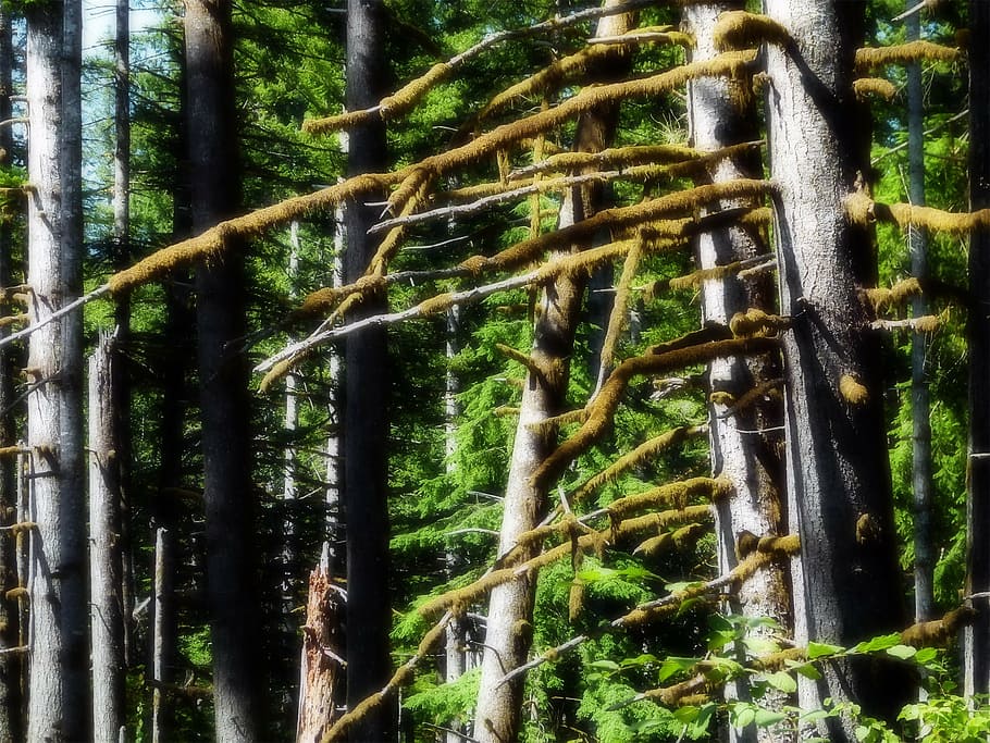 forest, trees, moss, nature, plants, leaves, woodland, outdoors HD wallpaper