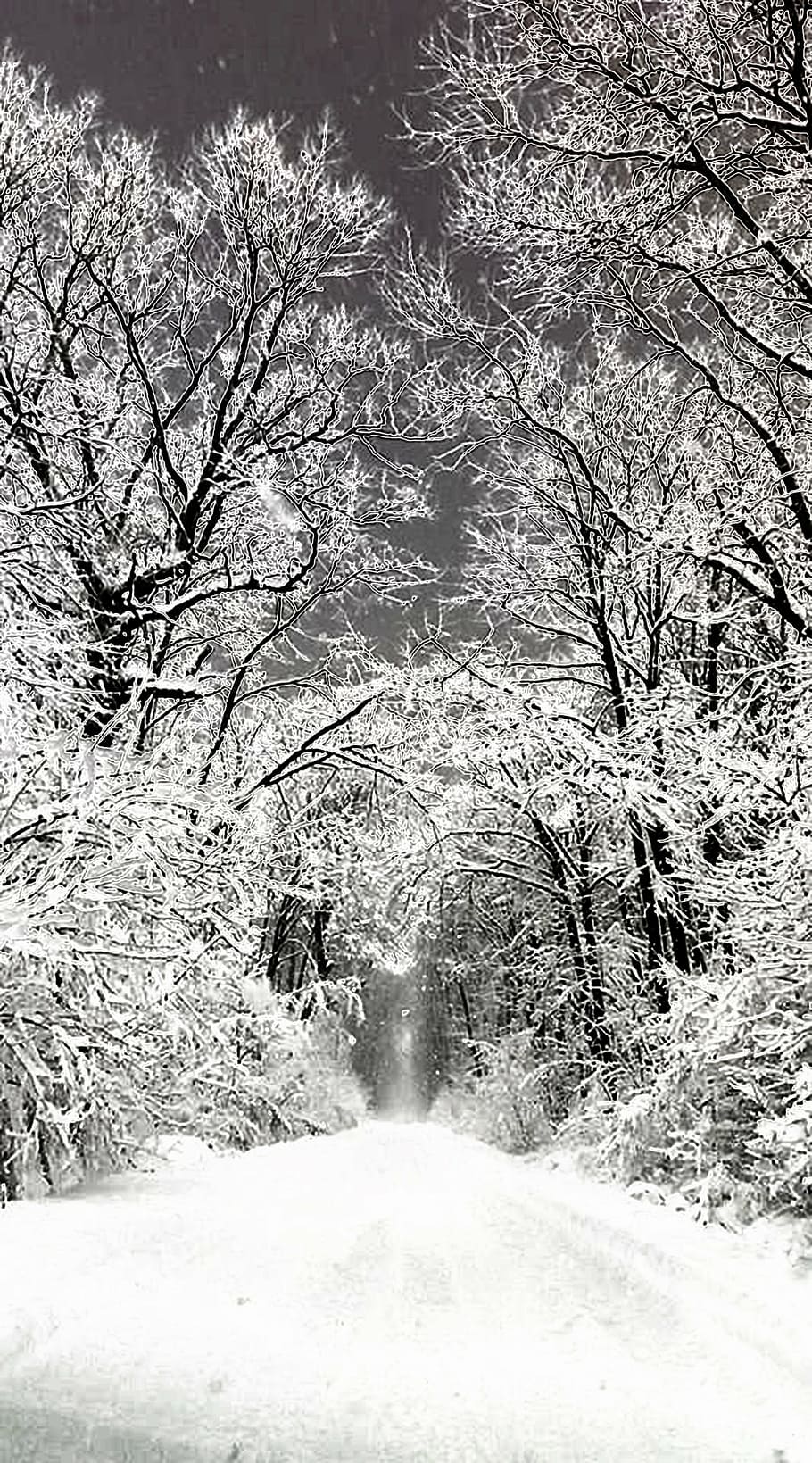 winter, snow, forest, tree, plant, nature, no people, land HD wallpaper