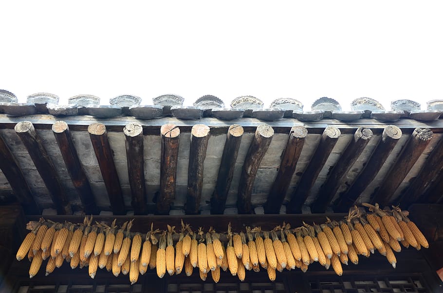 corn, country, china wind, large group of objects, no people HD wallpaper