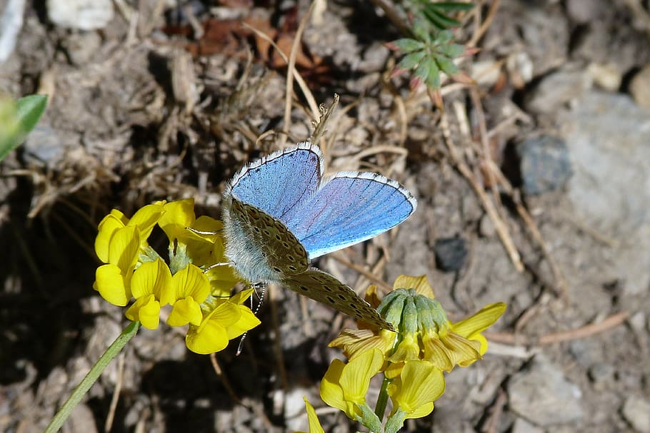 butterfly, insect, macro, flower, nature, blue, flowering plant HD wallpaper