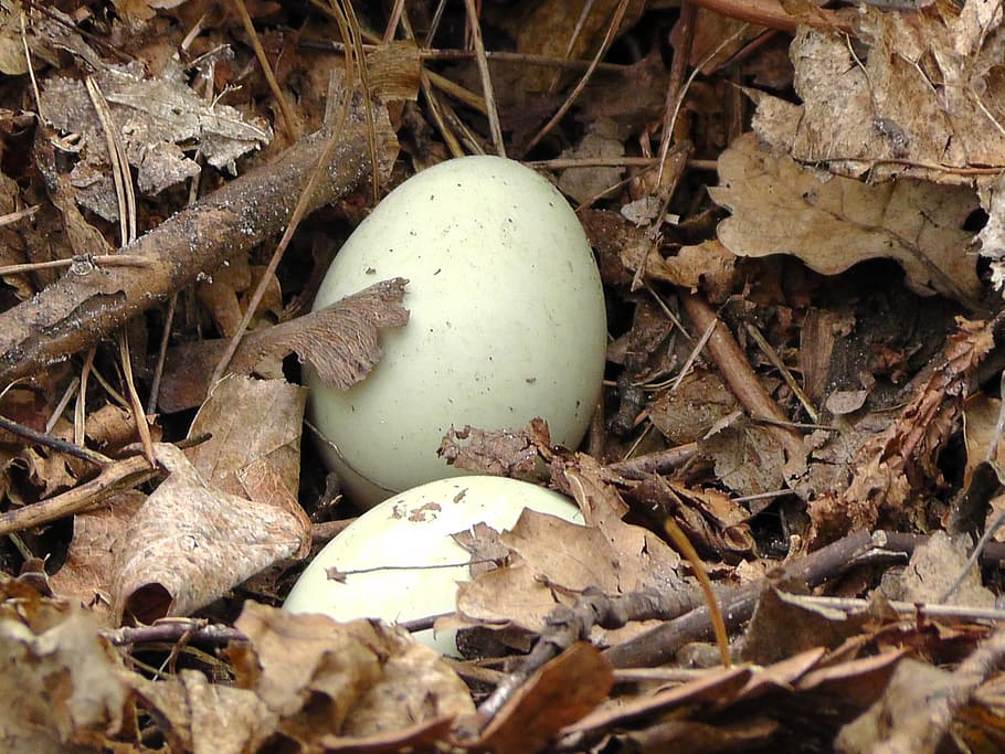 eggs, socket, foliage, spring, bird, nature, forest, leaf, plant part HD wallpaper