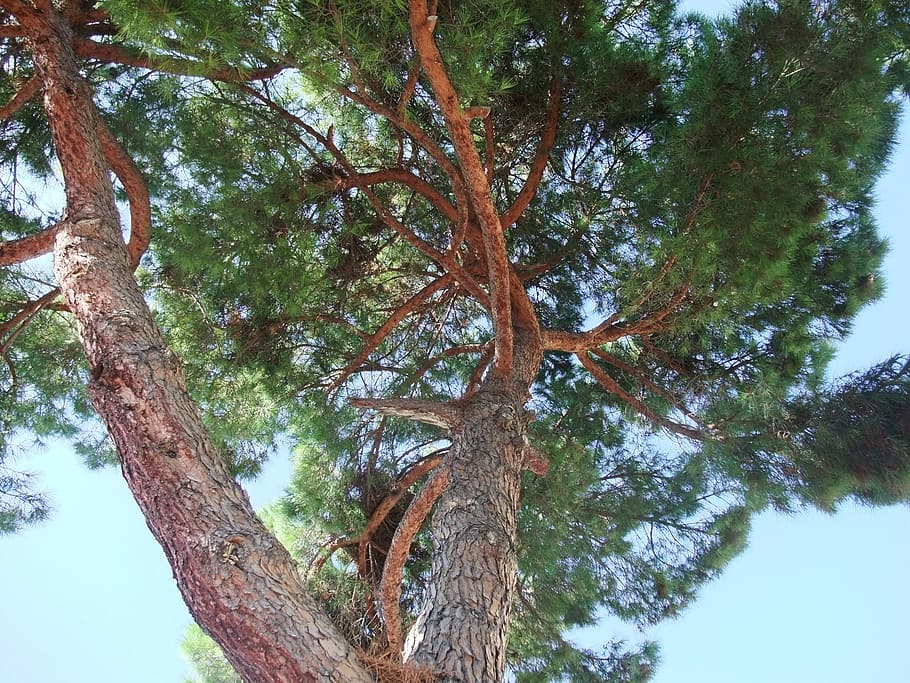 crown, pine, branches, nature, tribe, perspective, tree, log HD wallpaper
