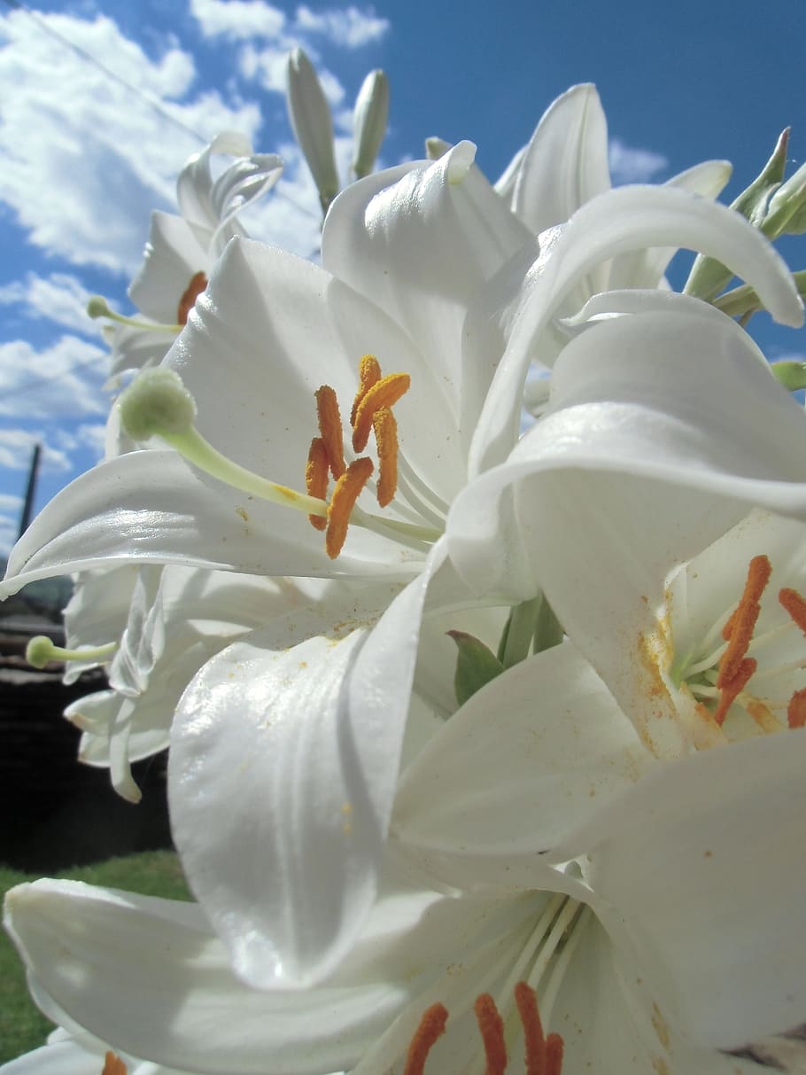 beautifull, lilies, nature, flower, plant, lily, garden, color