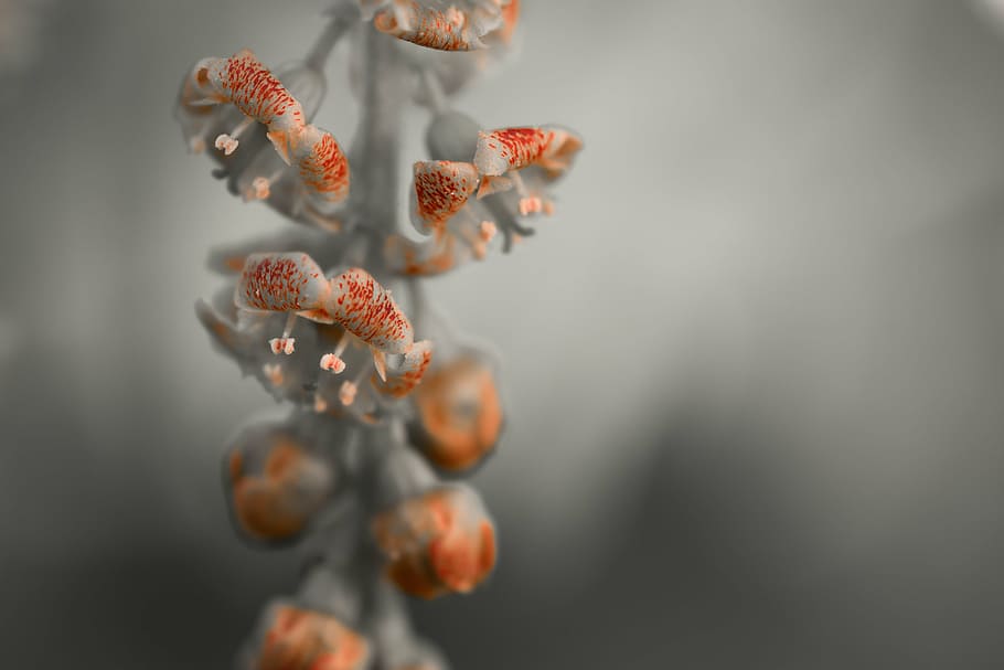 flower, flower currant, gray, nature, plant, close-up, food and drink HD wallpaper