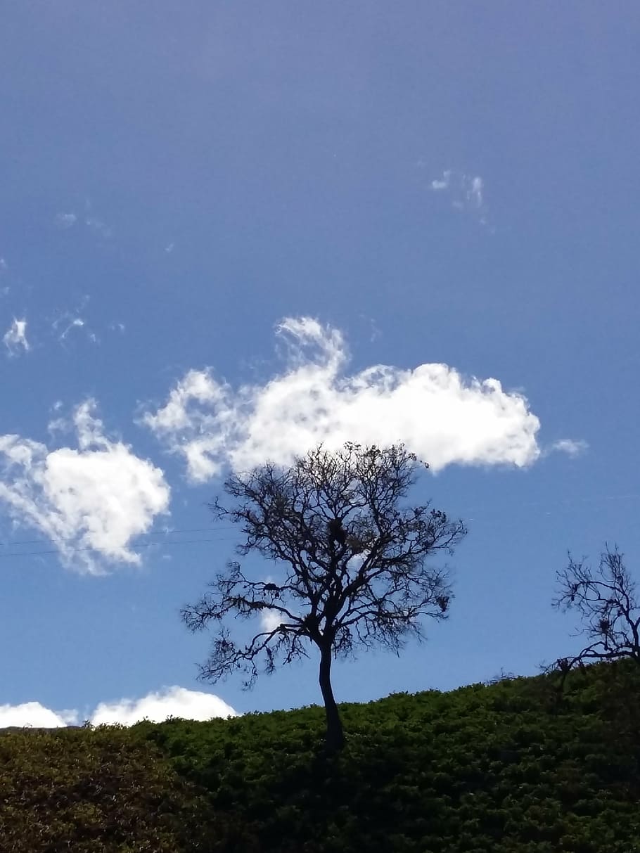 sky, tree, nature, blue sky, forest, mount, summer, spring HD wallpaper