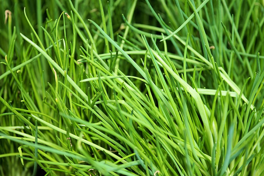 nature, grass, lawn, vegetarian, aroma, blur, close-up, environment HD wallpaper