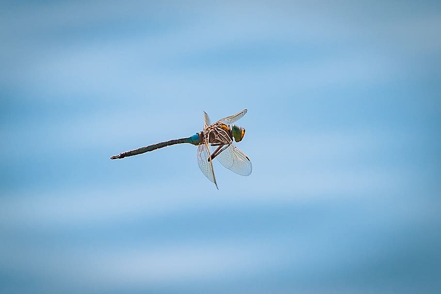 dragonfly, flight, insect, close, nature, animal themes, invertebrate HD wallpaper