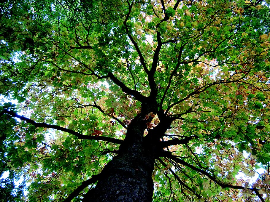 tree, nature, landscape, plant, branch, low angle view, tree trunk HD wallpaper