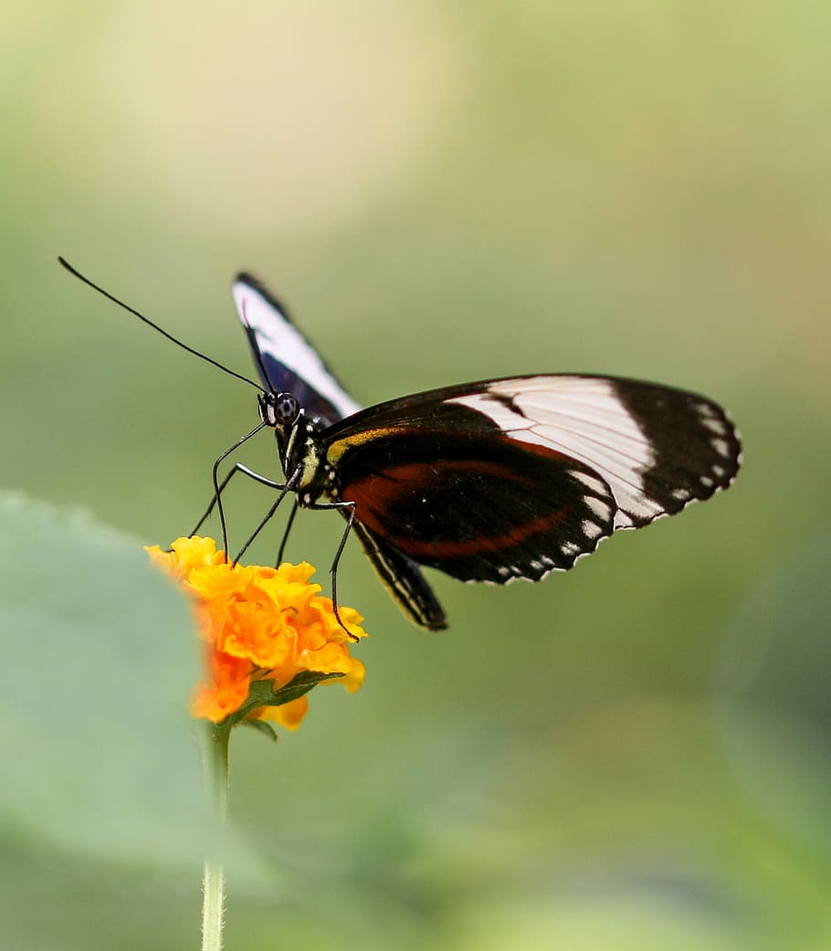 butterfly, insect, wing, probe, close, nectar, blossom, bloom HD wallpaper