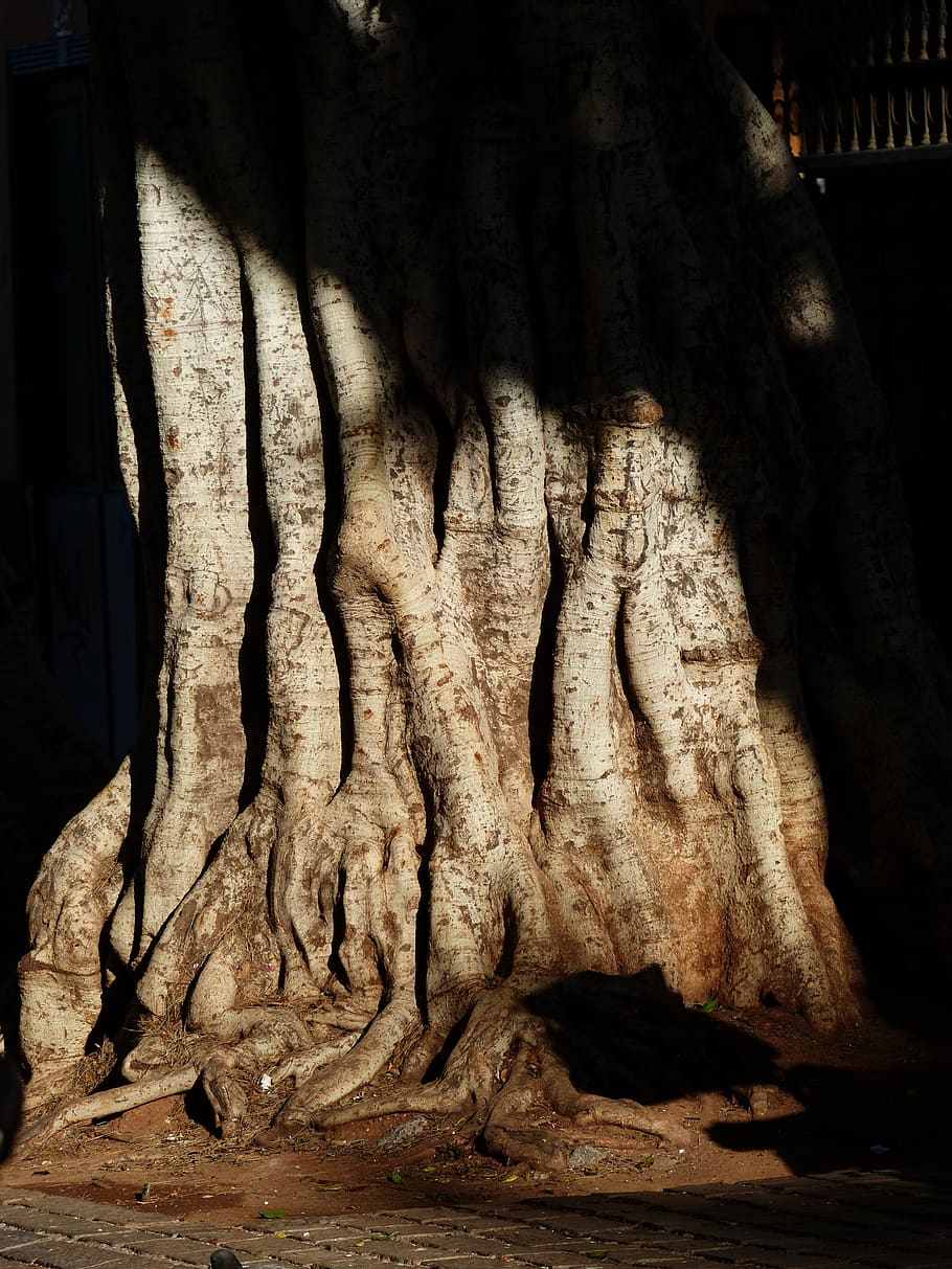 tree, log, root, tribe, large, massive, laurel tree, azores-laurel HD wallpaper