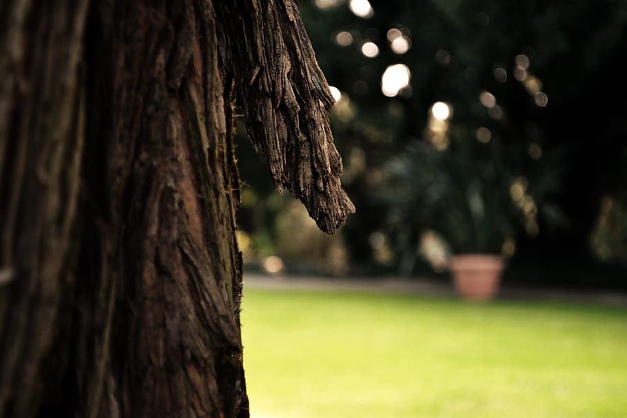 bark, tribe, tree, log, nature, wood, oak, palm, structure HD wallpaper