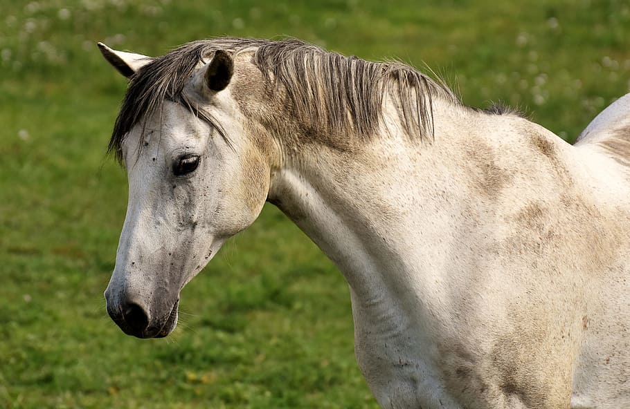 photo of white horse, mold, pasture, coupling, meadow, horse head HD wallpaper