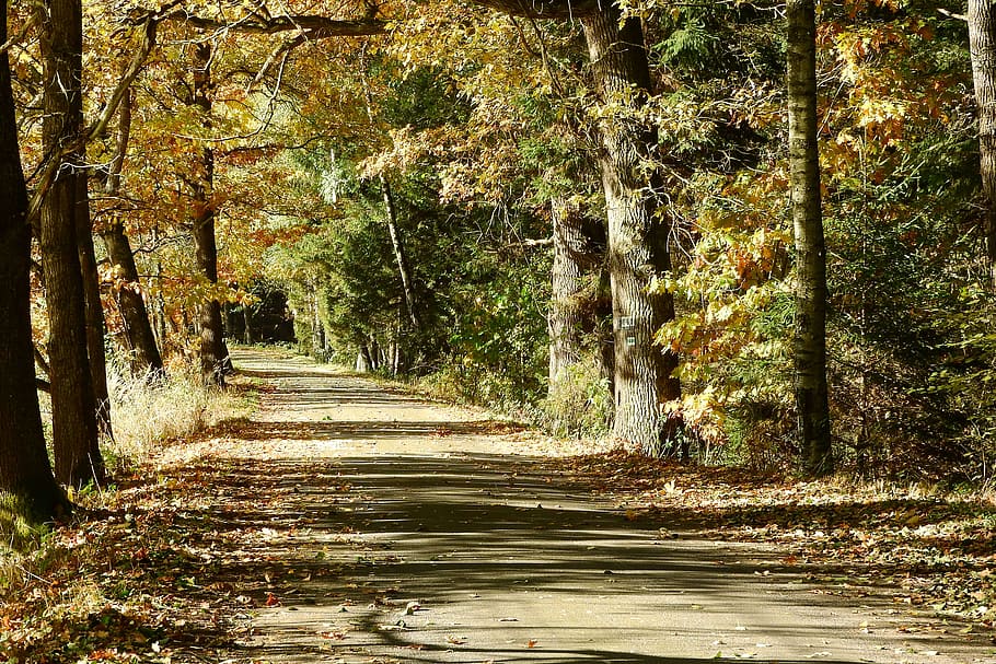 Path, Trees, Forest Road, bohemia, walk, autumn, south bohemia HD wallpaper