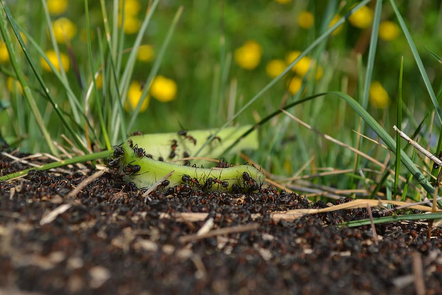 ants, plants, nature, insect, green, macro, wildlife, natural HD wallpaper