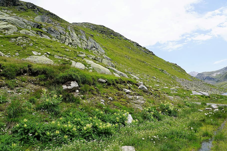 trees covered mountain, nature, landscape, grass, panorama HD wallpaper